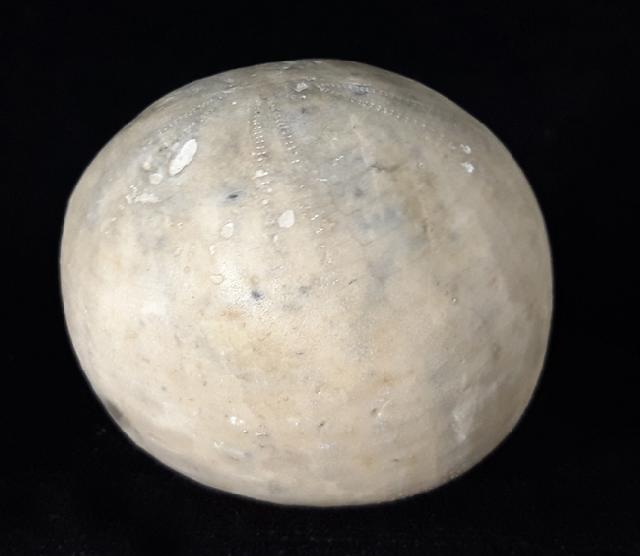 Echinocorys scutata (LESKE 1778) - Bild © FossNet FossilienStore